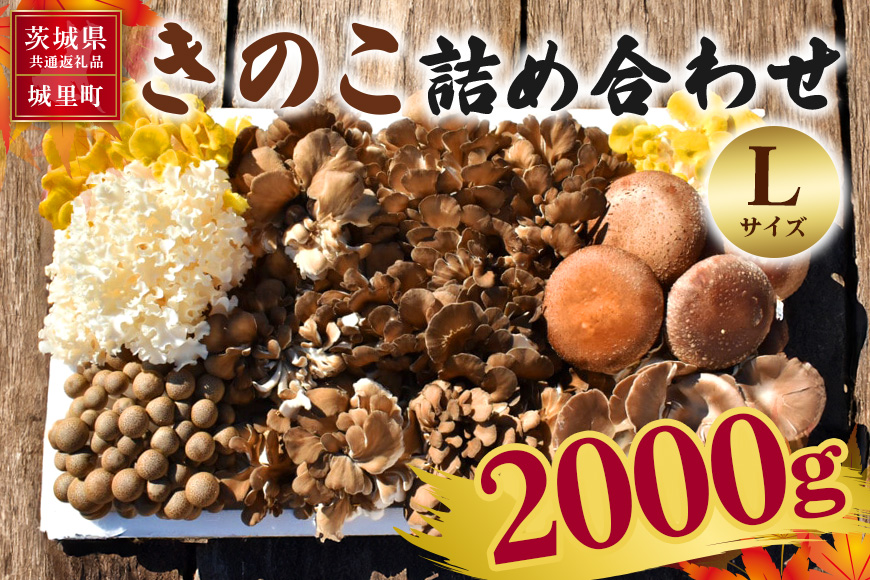きのこの詰め合わせ Ｌサイズ 2Kg 茨城県共通返礼品 城里町産 舞茸 椎茸 あわび茸 たもぎ茸 はなびら茸 完全室内栽培 栽培期間中農薬不使用 安心 安全 栄養豊富 こだわりのキノコ詰め合わせ 直送 新鮮 旬 おすすめ セット 贈り物