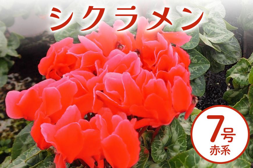 シクラメン 7号 赤系 フラワーギフト 鉢植え 鉢 ギフト ビッグサイズ 鉢花 お歳暮 ガーデンシクラメン ミニシクラメン プレゼント 希少 クリスマス 誕生日 結婚記念日 花ギフト