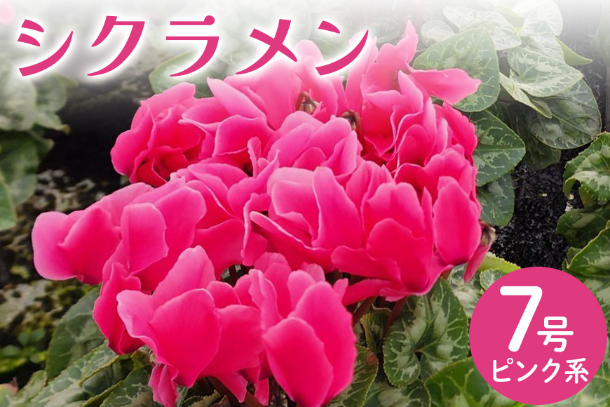 シクラメン 7号 ピンク系 フラワーギフト 鉢植え 鉢 ギフト ビッグサイズ 鉢花 お歳暮 ガーデンシクラメン ミニシクラメン プレゼント 希少 クリスマス 誕生日 結婚記念日 花ギフト