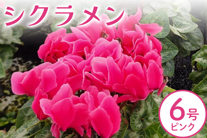 シクラメン 6号 ピンク系 フラワーギフト 鉢植え 鉢 ギフト ビッグサイズ 鉢花 お歳暮 ガーデンシクラメン ミニシクラメン プレゼント 希少 クリスマス 誕生日 結婚記念日 花ギフト