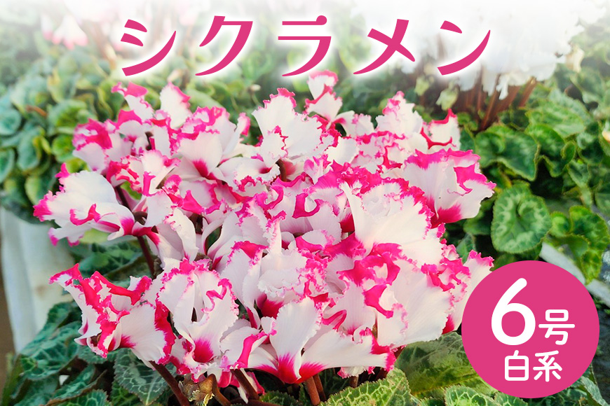 シクラメン 6号 白系 フラワーギフト 鉢植え 鉢 ギフト ビッグサイズ 鉢花 お歳暮 ガーデンシクラメン ミニシクラメン プレゼント 希少 クリスマス 誕生日 結婚記念日 花ギフト