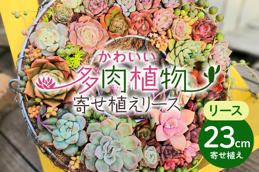 可愛い多肉植物の寄せ植えリース23cm 多肉植物 観葉植物 インテリア 寄せ植え 誕生日プレゼント オシャレ 多肉 観葉 リース 植物 苗 種類 農園直送 栽培 ガーデニング 寄せ植え用 多肉専科