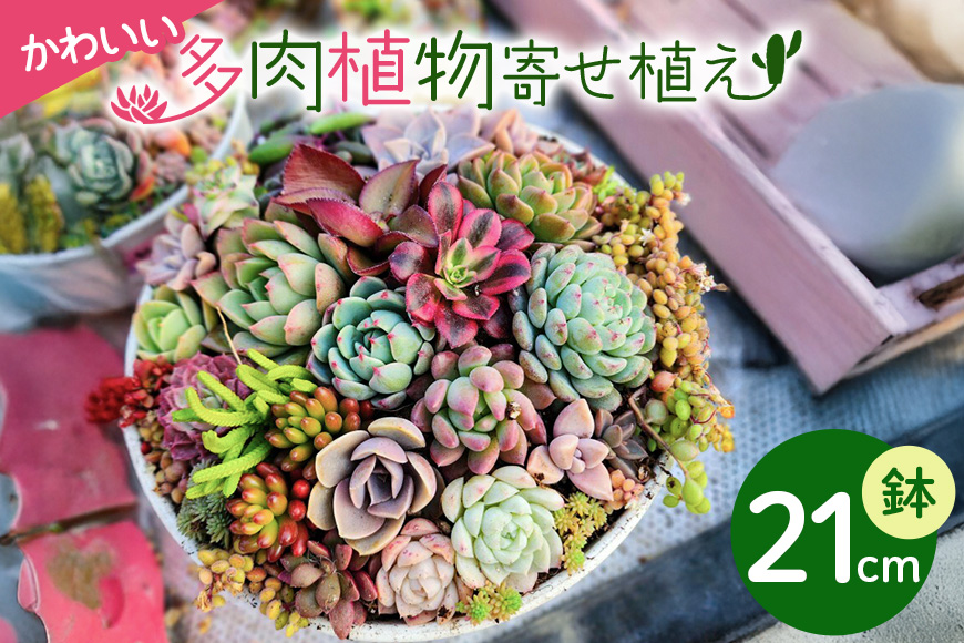可愛い多肉植物 寄せ植え 21cm鉢 多肉植物 観葉植物 インテリア 寄せ植え 誕生日プレゼント オシャレ 多肉 観葉 おまかせ セット 植物 苗 種類 農園直送 栽培 ガーデニング 寄せ植え用 多肉専科