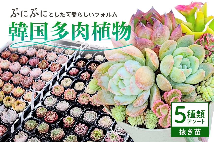 韓国多肉植物 抜き苗 アソート 5種類 詰め合わせ 多肉植物 観葉植物 インテリア 寄せ植え 誕生日プレゼント オシャレ 多肉 観葉 おまかせ セット  植物 苗 種類 色々 ランダム 農園直送 栽培 ガーデニング 寄せ植え用 韓国苗 多肉専科: 那珂市ANAのふるさと納税