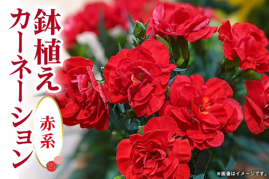 カーネーション 赤系 母の日への贈り物 プレゼント ギフト カーネーション 花 アレンジ 鉢植え 5号 鉢 国産 花鉢 鉢花 フラワーアレンジメント 母の日ギフト フラワーギフト お祝い 母の日