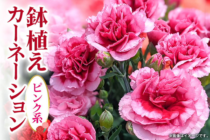 カーネーション ピンク系 母の日への贈り物 プレゼント ギフト カーネーション 花 アレンジ 鉢植え 5号 鉢 国産 花鉢 鉢花 フラワーアレンジメント 母の日ギフト フラワーギフト お祝い 母の日