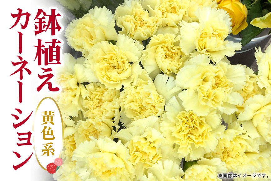 カーネーション 黄色系 母の日への贈り物 プレゼント ギフト カーネーション 花 アレンジ 鉢植え 5号 鉢 国産 花鉢 鉢花 フラワーアレンジメント 母の日ギフト フラワーギフト お祝い 母の日