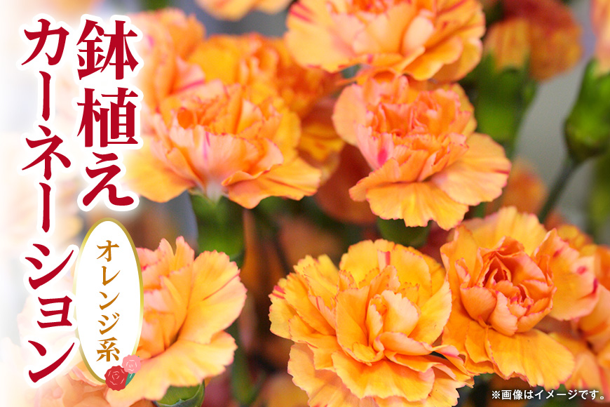 カーネーション オレンジ系 母の日への贈り物 プレゼント ギフト カーネーション 花 アレンジ 鉢植え 5号 鉢 国産 花鉢 鉢花 フラワーアレンジメント 母の日ギフト フラワーギフト お祝い 母の日