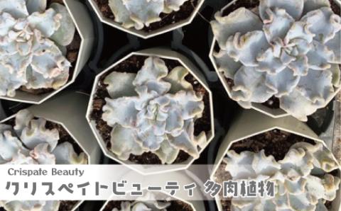 クリスペイトビューティ 多肉植物 エケベリア 農園直売 寄せ植え エケベリア属 クリスペートビューティ 抜き苗 観葉植物 インテリア クリスペートビューティー おしゃれ 雑貨 植物 農園直送 栽培 ガーデニング 寄せ植え用 多肉専科