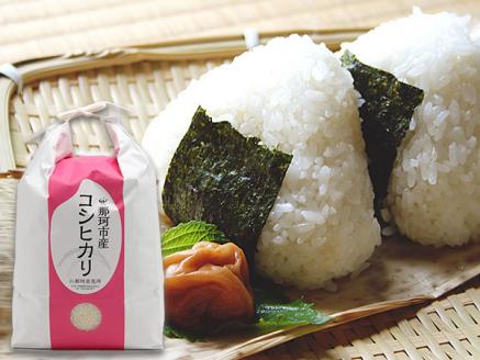 那珂市のお米 今摺米 コシヒカリ 5kg 令和7年度米 米 お米 白米 こめ 精米 取り寄せ 特産 ごはん ご飯 コメ お取り寄せ ギフト 贈り物 お弁当 弁当 おにぎり ふっくら ツヤツヤ 甘い 農家直送 産地直送 国産 茨城県産