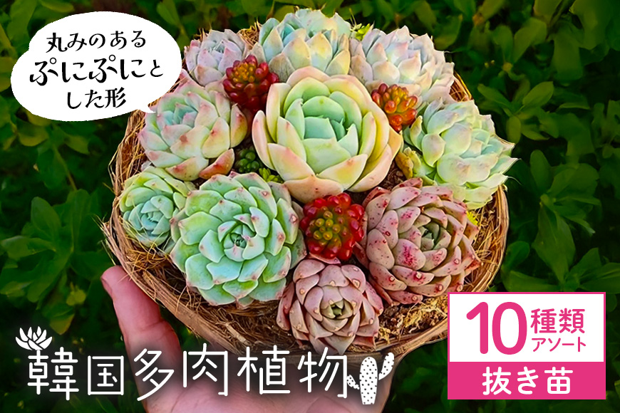 韓国多肉植物 抜き苗 アソート 10個 詰め合わせ 多肉植物 観葉植物 インテリア 寄せ植え 誕生日プレゼント オシャレ 多肉 観葉 おまかせ セット 植物 苗 種類 色々 ランダム 農園直送 栽培 ガーデニング 寄せ植え用 韓国苗 多肉専科