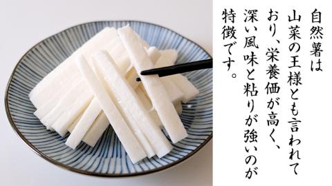 ASIAGAP認証農場 の 自然薯 2kg 茨城県 筑西市産 じねんじょ 山芋 芋 イモ いも とろろ 山菜 ASIAGAP [DD003ci]