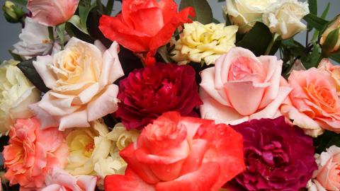 バラ「香りのバラアレンジメント」（バラ風呂・バラジャム対応）[BN004ci]