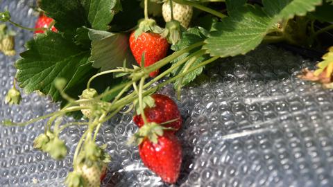 道の駅「グランテラス筑西」でいちご狩り体験！（2名様）【体験受付期間 ～2022年5月中旬】[BW007ci]