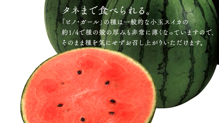 【 JA北つくば 】 極シャリ食感 ！ こだますいか 「 ピノ・ガール 」 1玉 2026年産 小玉すいか 小玉 すいか スイカ 果物 フルーツ ピノガール 西瓜 くだもの デザート 茨城 [AE058ci]