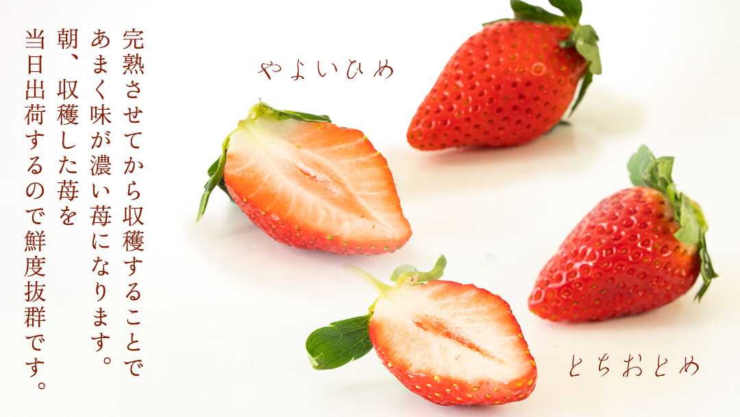 完熟 やよいひめ ・ とちおとめ 食べ比べ 4パック 先行予約 大粒 イチゴ 苺 いちご フルーツ 果物 [AF006ci]
