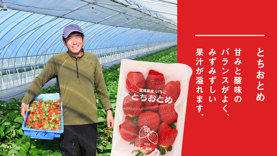 完熟 とちおとめ 2パック 先行予約 大粒 イチゴ 苺 いちご フルーツ 果物 [AF056ci]