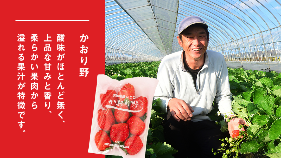 完熟 かおり野 2パック 先行予約 大粒 イチゴ 苺 いちご フルーツ 果物 [AF061ci]