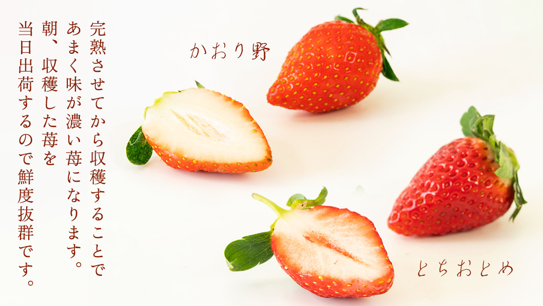 完熟 かおり野 ・ とちおとめ 食べ比べ 4パック 先行予約 大粒 イチゴ 苺 いちご フルーツ 果物 [AF088ci]