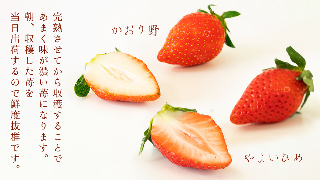 完熟 かおり野 ・ やよいひめ 食べ比べ 4パック 先行予約 大粒 イチゴ 苺 いちご フルーツ 果物 [AF089ci]