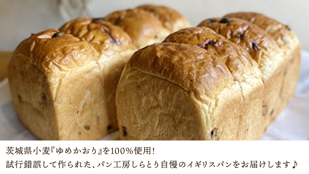 【 3ヶ月 定期便 】茨城県産 小麦の レーズンパン 2斤 2本 セット 食パン パン 小麦 冷凍 レーズン プレゼント ギフト [AU020ci]