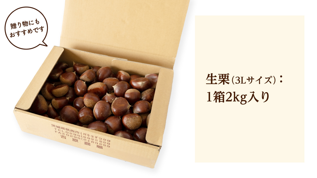 【 吉原農場 の 完熟栗 】 熟成 生栗 2kg 3Lサイズ 令和7年産 完熟 栗 くり クリ 栗ごはん 贈答 ギフト 果物 フルーツ 数量限定 旬 秋 冬 正月 おせち [CX005ci]