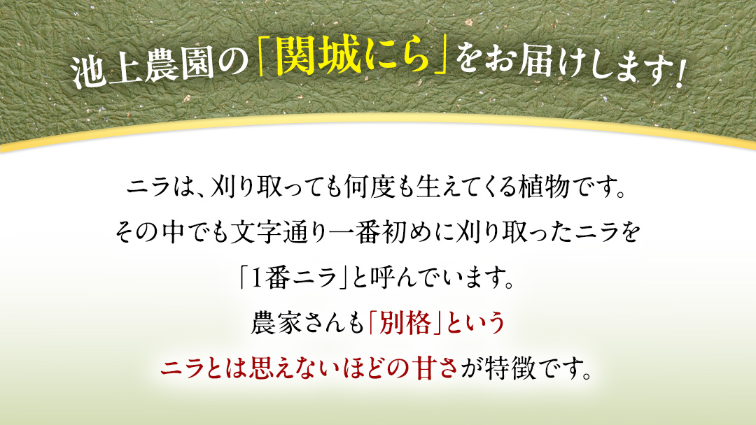 関城にら 4kg ( 100g × 10束 × 4袋 ) 一番ニラ ニラ にら 野菜  [DI001ci]