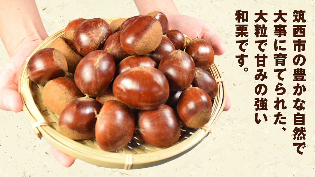 【 谷口農場 】 つやつや 大粒 熟成 生栗 1kg ( 3Lサイズ ) 完熟 栗 くり クリ 栗ごはん 果物 フルーツ　数量限定 [EC002ci]