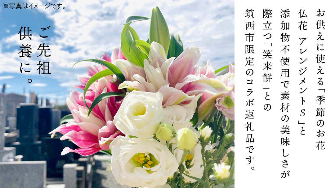 【 筑西市 ふるさと納税限定 コラボ 】 《 季節のお花の仏花アレンジメントS 》《 笑来餅 2個 セット（白2個） 》 アレンジメント 生花 ギフト プレゼント 誕生日 記念日 敬老 餅 もち もち米 [ZZ049ci]