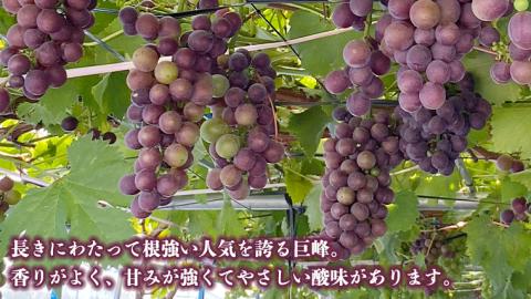 産地直送 ！ 巨峰 1房 葡萄 ぶどう ブドウ 果物 フルーツ [DM002ci]