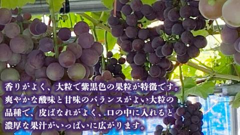 産地直送 ！ ピオーネ 1房 葡萄 ぶどう ブドウ 果物 フルーツ [DM003ci]