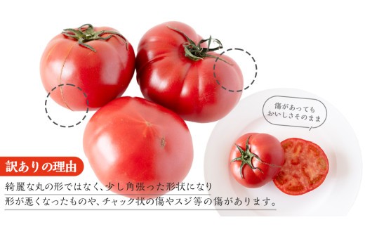 【 訳あり 】 スーパーフルーツトマト 大箱 約2.6kg × 1箱 【大玉 20～35玉】 2026年産 野菜ソムリエサミット 金賞 糖度9度 以上 野菜 フルーツトマト フルーツ トマト とまと 規格外 不揃い 傷 [AF055ci]