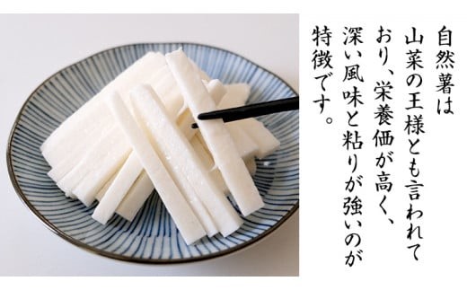 ASIAGAP認証農場 の 自然薯 2kg 茨城県 筑西市産 じねんじょ 山芋 芋 イモ いも とろろ 山菜 ASIAGAP [DD003ci]