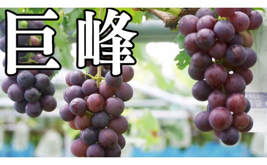 【 藤澤ブドウ園 】 自慢 の 巨峰 約2kg 2026年産 先行予約 ぶどう 葡萄[AH002ci]