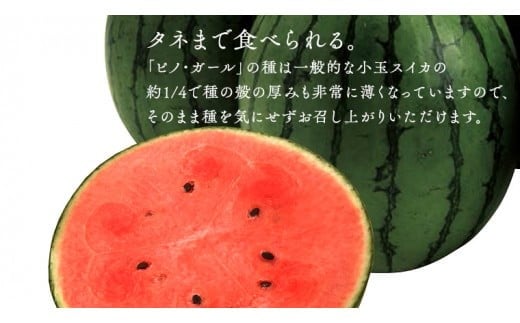 【 JA北つくば 】 極シャリ食感 ！ こだますいか 「 ピノ・ガール 」 4～5玉 2026年産 小玉すいか 小玉 すいか スイカ 果物 フルーツ ピノガール 西瓜 くだもの デザート 茨城 [AE019ci]