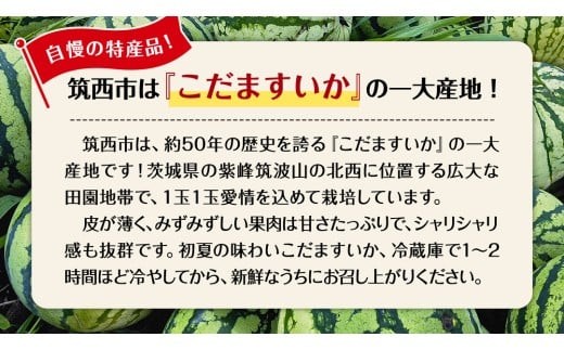 【 JA北つくば 】 こだますいか 「 スウィートキッズ 」 1玉 2026年産 小玉すいか 小玉 すいか スイカ 果物 フルーツ ピノガール 西瓜 くだもの デザート 茨城 [AE057ci]