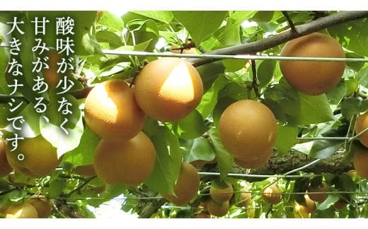 【 産地直送 】 にっこり梨 5kg 先行予約 梨 なし ナシ [CZ003ci]