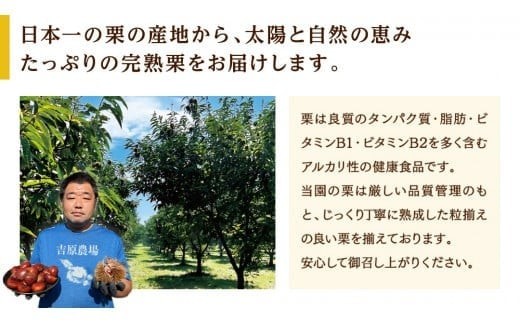 【 吉原農場 の 完熟栗 】 熟成 生むき栗 3袋 ( 120g × 3袋 ) 令和7年産 完熟 栗 くり クリ 栗ごはん 贈答 ギフト 果物 フルーツ 数量限定 旬 秋 冬 正月 おせち [CX019ci]