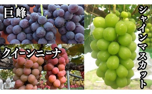 【 藤澤ブドウ園 】 旬 の おすすめ セット 約2.5kg 2026年産 先行予約 ぶどう 葡萄 巨峰 高級 シャインマスカット[AH001ci]