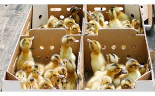 愛がも米 「 コシヒカリ 」 2kg ( 精米 ) 米 コメ こめ こしひかり 令和7年産 除草剤不使用 農薬不使用 化学肥料不使用 [AI001ci]