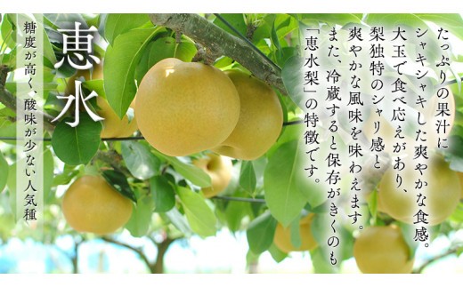 【 JA 北つくば 】 筑西ブランド 認証品 恵水 5kg 2026年産 先行予約 梨 果物 フルーツ なし ナシ 赤梨 贈り物 贈答 贈答用 [AE024ci]