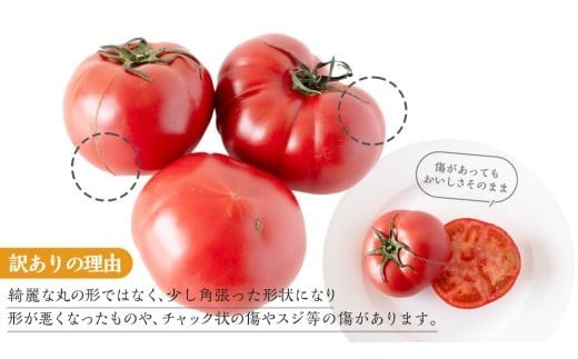【 訳あり 】 フルーツトマト 大箱 約2.6kg × 1箱 【大玉 20～35玉/1箱】 2026年産 糖度7度 以上 野菜 フルーツ トマト とまと [AF102ci]