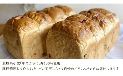 【 3ヶ月 定期便 】茨城県産 小麦の レーズンパン 2斤 2本 セット 食パン パン 小麦 冷凍 レーズン プレゼント ギフト [AU020ci]