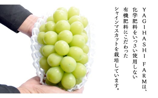 ハウス栽培 の シャインマスカット 2房 ( 約1kg～1.2kg ) 令和8年産 先行予約 ぶどう ブドウ 葡萄 フルーツ [EK002ci]