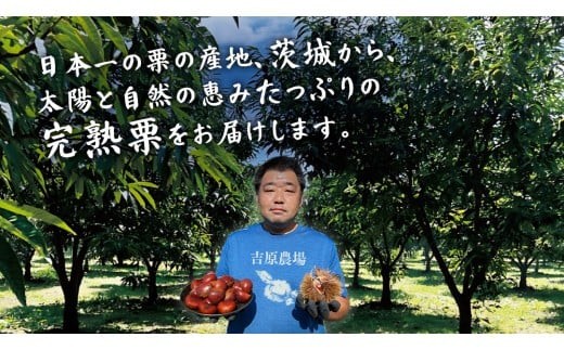 【 吉原農場 の 完熟栗 】 熟成 焼き栗 10袋  ( 200g × 10袋 ) 令和7年産 完熟 栗 くり クリ 栗ごはん 贈答 ギフト 果物 フルーツ 数量限定 旬 秋 冬 正月 おせち [CX017ci]
