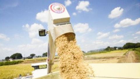 精米 百笑米 「 瑞の穫 」 特別栽培 ミルキークイーン 10kg R7年産 米 コメ 茨城県 単一米 [AC011ci]