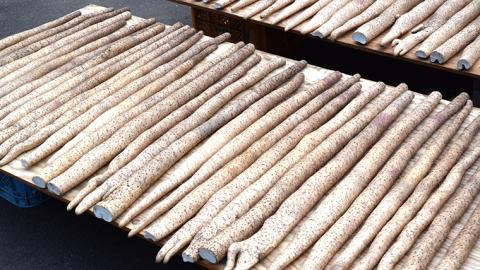 ASIAGAP認証農場 の 自然薯 2kg 茨城県 筑西市産 じねんじょ 山芋 芋 イモ いも とろろ 山菜 ASIAGAP [DD003ci]