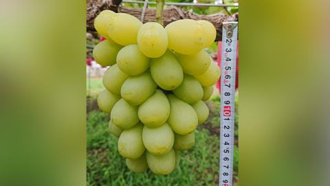 【先行予約】希少な新品種 天恵（9月中旬より順次発送） ぶどう 葡萄[AH004ci]