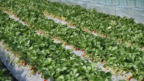 道の駅「グランテラス筑西」でいちご狩り体験！（2名様）【体験受付期間 ～2022年5月中旬】[BW007ci]