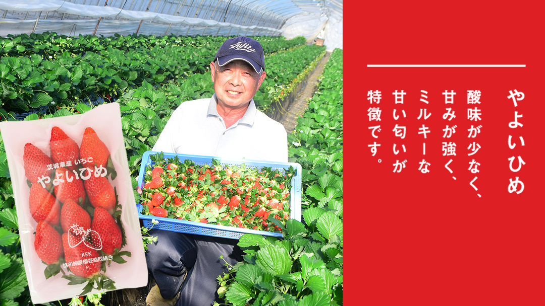 完熟 やよいひめ ・ とちおとめ 食べ比べ 4パック 先行予約 大粒 イチゴ 苺 いちご フルーツ 果物 [AF006ci]